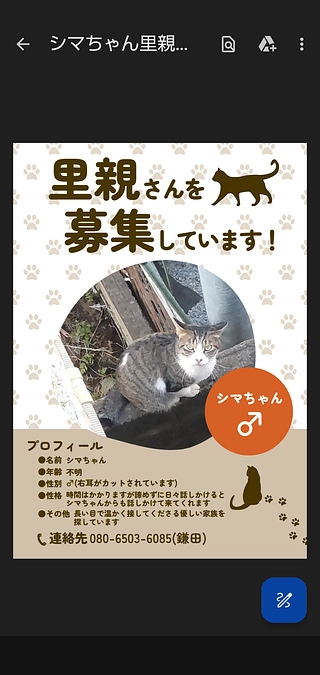 お外の猫も頑張っている！