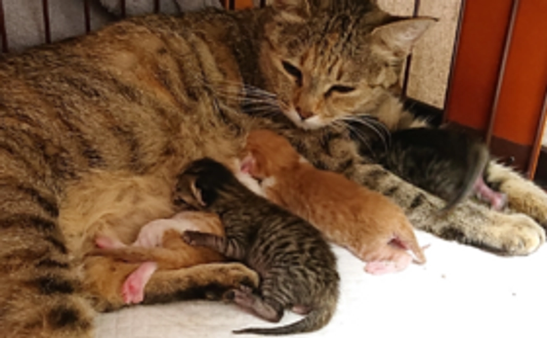 ご支援感謝いたします