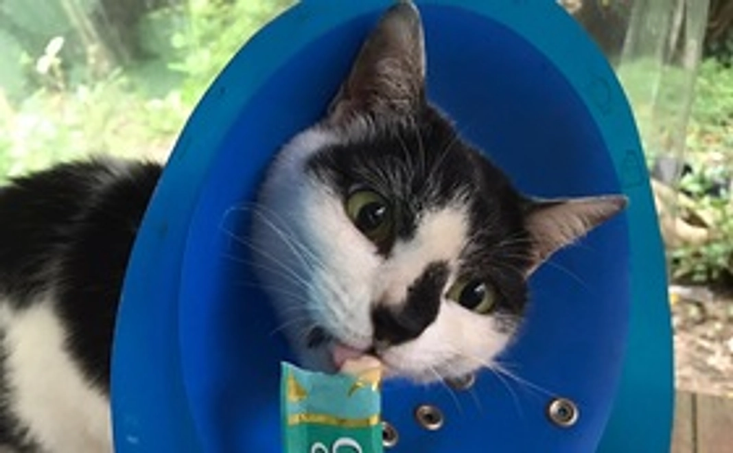 毎月1000円コース