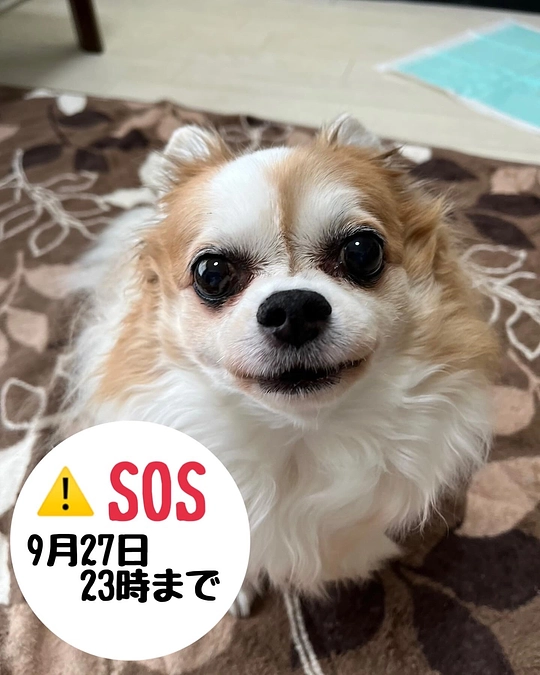 残り50時間を切りました。