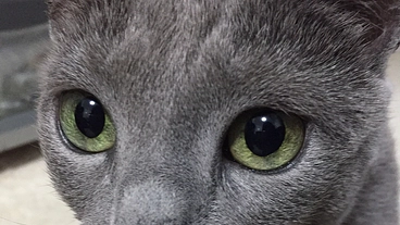 ブリーダーとして、ロシアンブルーの素晴らしさを広める のトップ画像