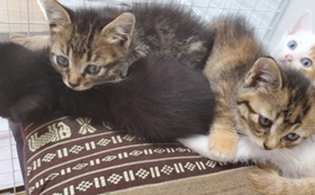 ありきたりな子猫の日常、成長記録！その1