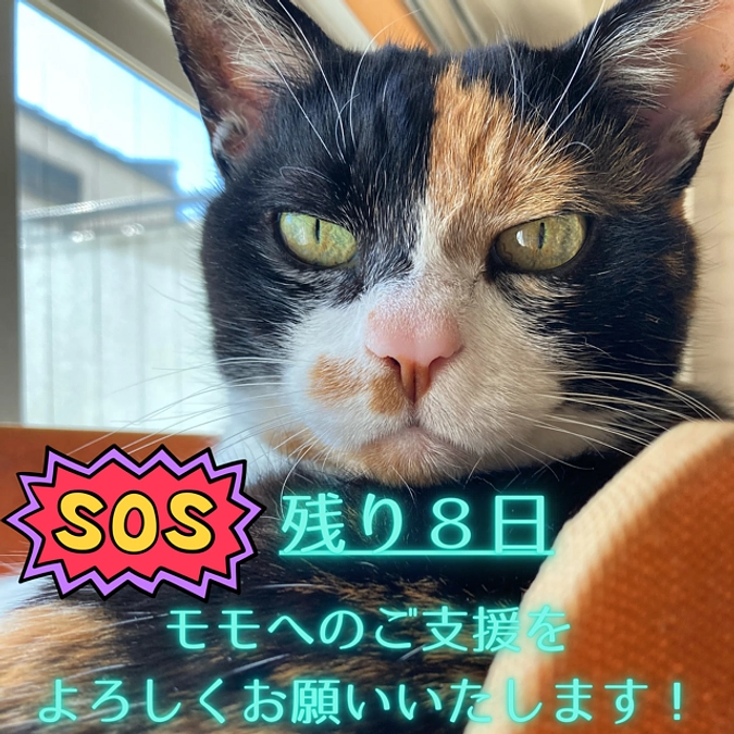 ■活動報告_22：【プロジェクト終了まで残り8日】どうか「ご支援」のご協力をお願いいたします！