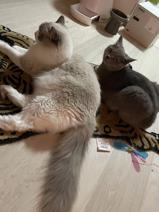 今日のドムくん