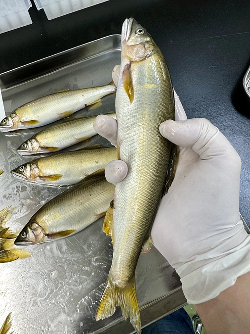 検査尾数が750尾を超えました！