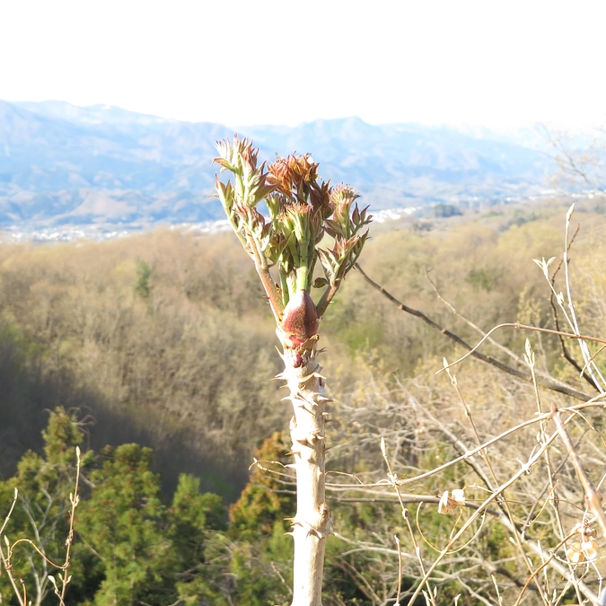 PR用チラシ3000部追加発注。設置協力店舗等を増やしたり、DMの発送を明日から開始します。