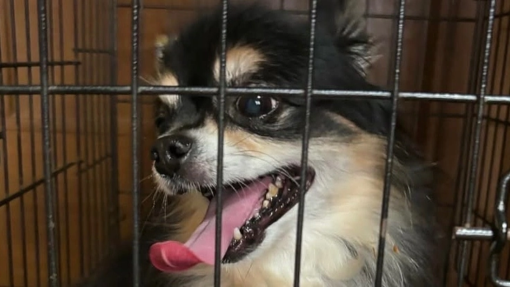 13年ケージに入れられていたチワワに手術を受けさせたい