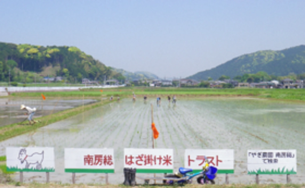「はざ掛け」米でやぎ農園を全力で応援します