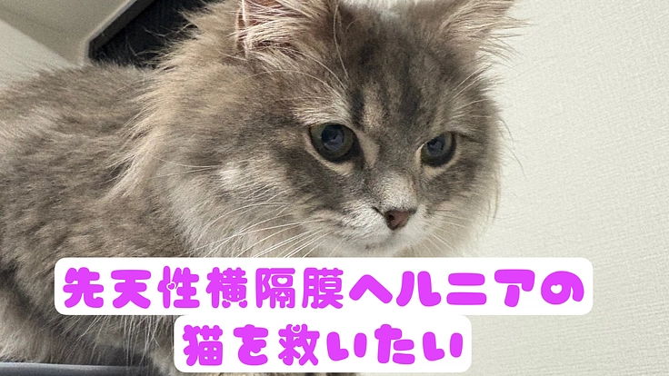 先天性横隔膜ヘルニアの猫を救いたい。残り13時間となりました。