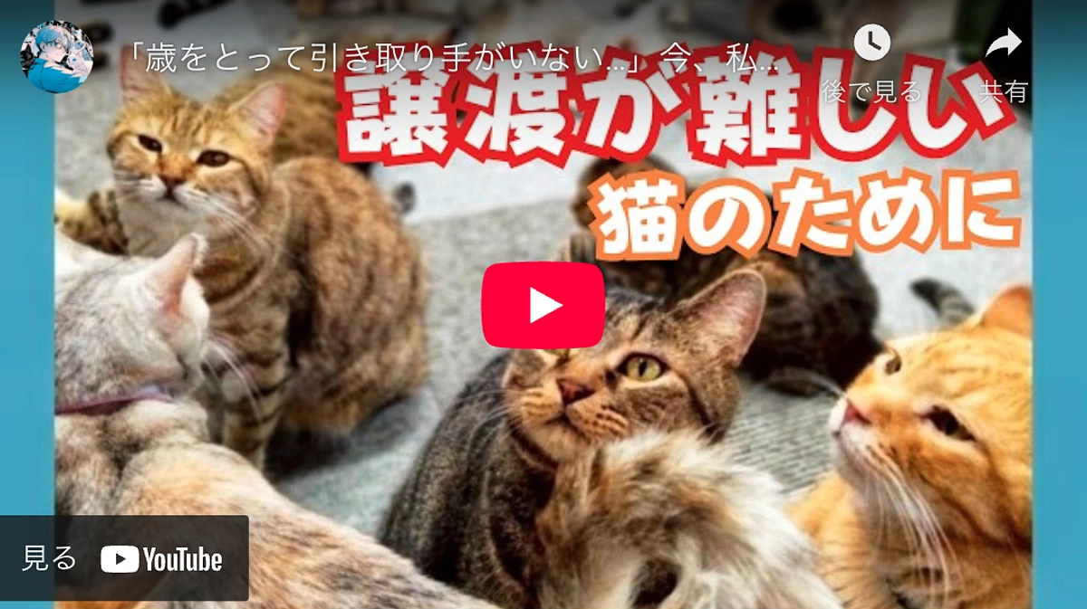 シェルターの現実を詰め込んだ動画をボランティアさんが作ってくれました！ぜひご覧ください