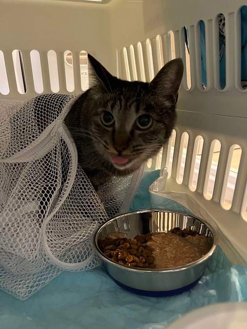 助かった命をつなぐ～未来の家族との出会いを求めて東京に