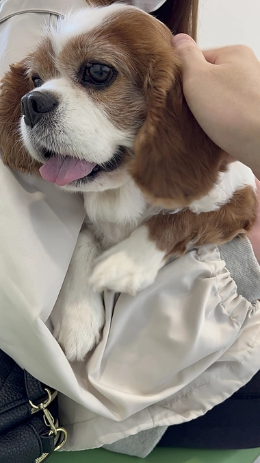 手術当日です。病院にルイを預けてきました。