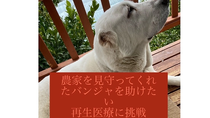 【後ろ脚麻痺・排尿障害】超大型犬バンジャに再生医療を。