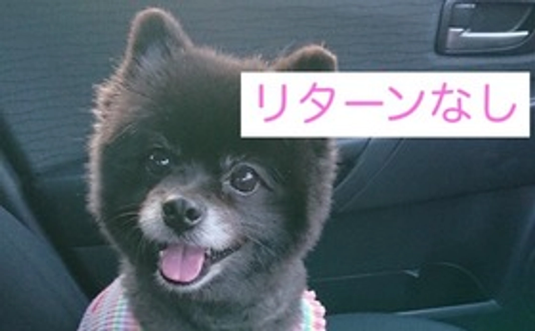 まてちゃん応援団その１（リターンなし）