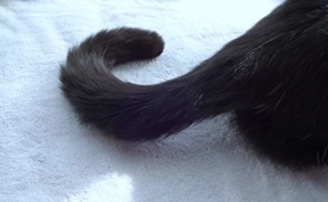 感謝のメール a