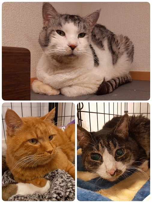 嬉しいご報告と3匹の医療について