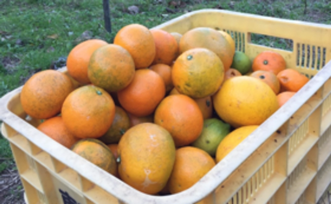 上記¥5,000のリターンに加えて、大野家のみかん一箱、ウェルカムボード設置、Webサイト掲載にてお礼をさせていただきます。