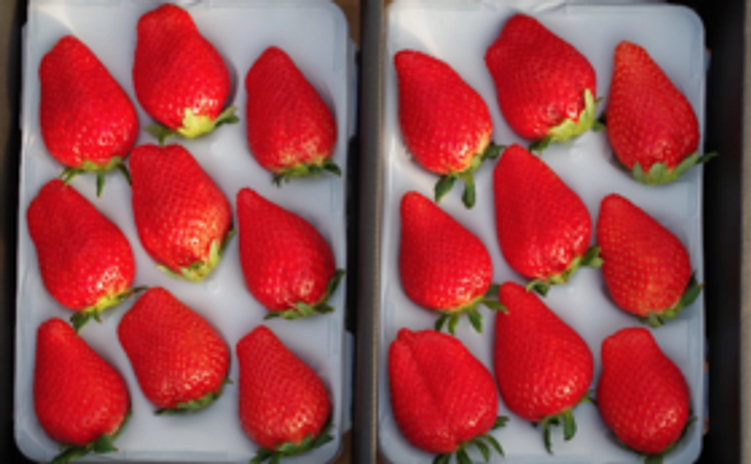 【みなさんとつくる澳原いちご農園の食育を定期レポート】スカイベリー（デラックスサイズ）も一緒に送ります。