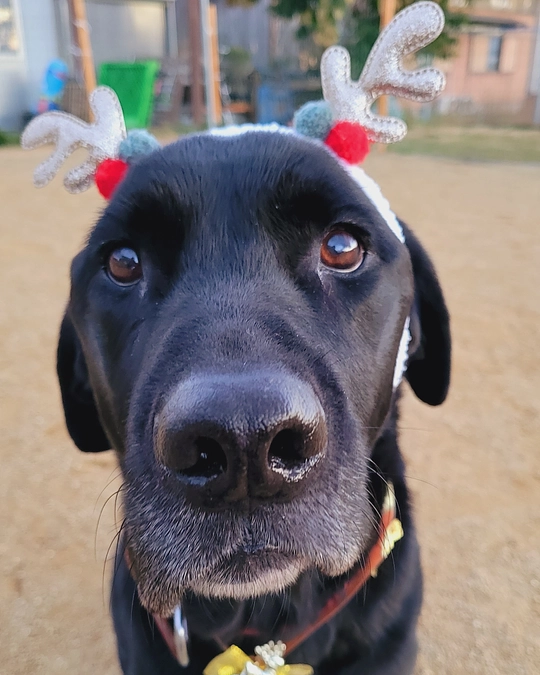 救助犬試験に合格しました！