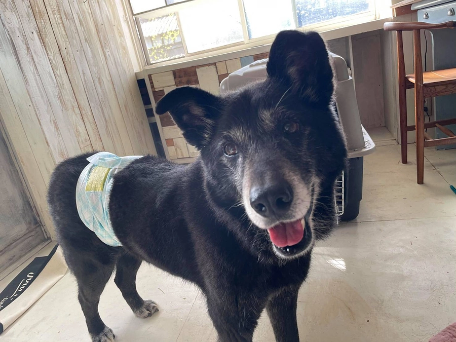 譲渡後のわんこの様子