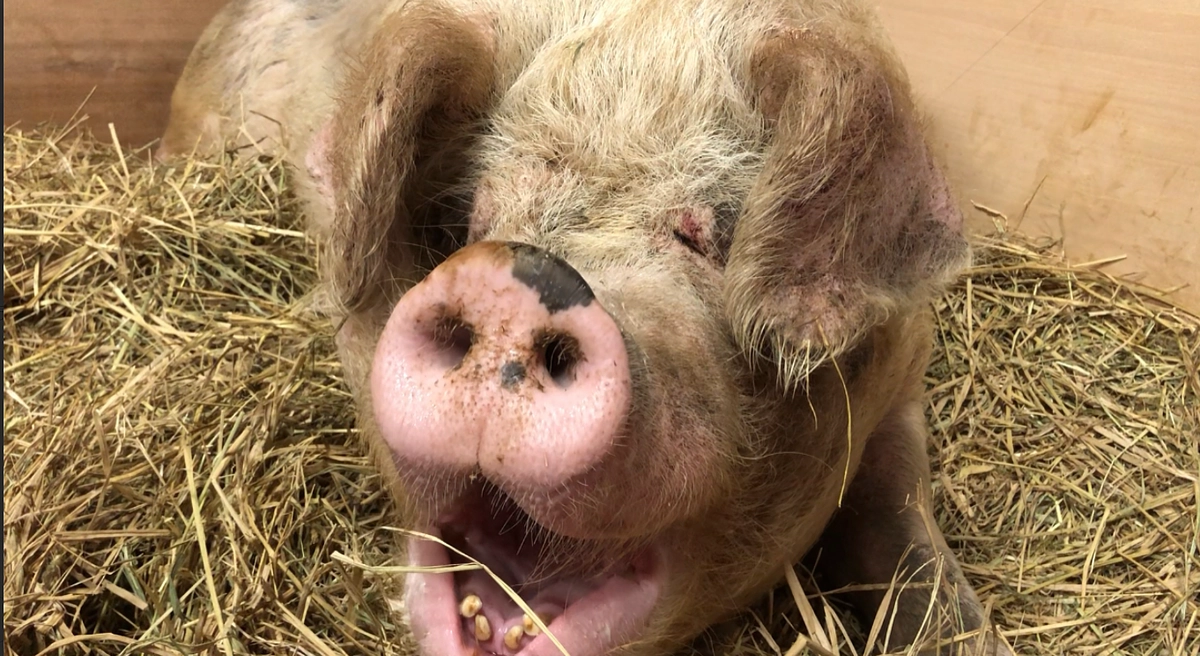 「豚の声を聴く」　・・・これからのアニマルライツセンター