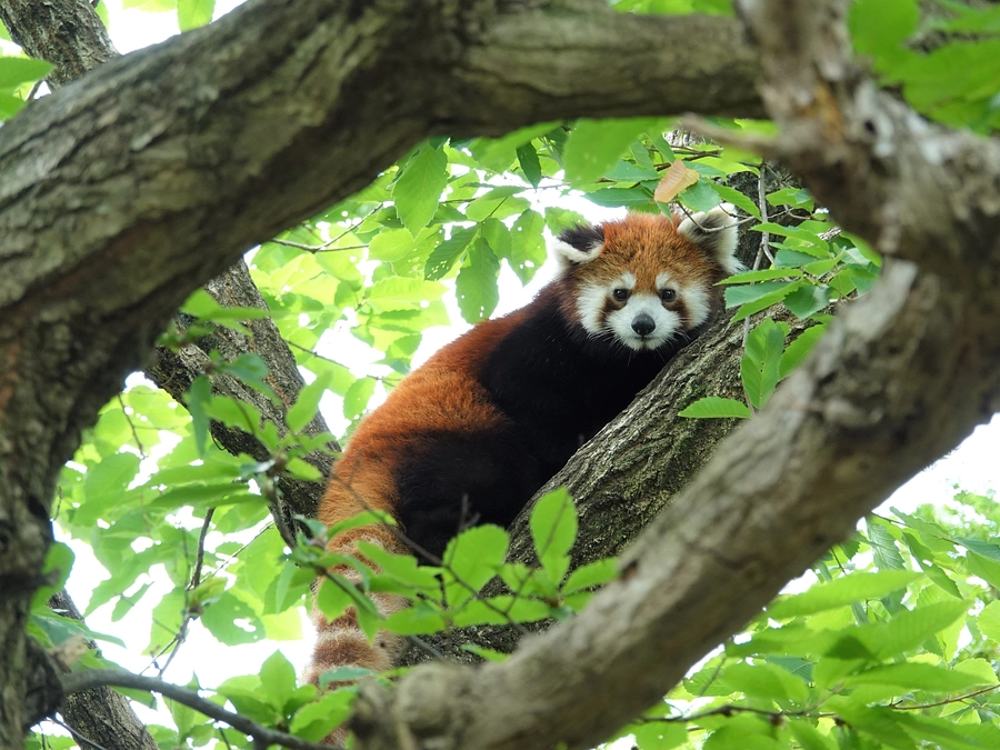 【ズーラシア情報】レッサーパンダの親子、屋外展示場デビュー♪