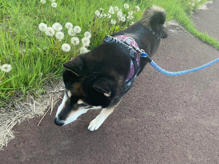 食欲不振は永遠の課題