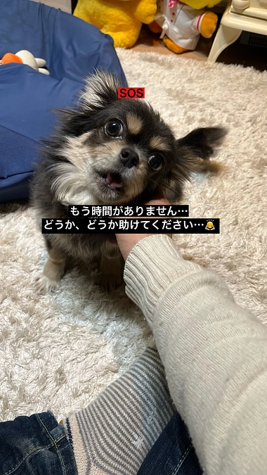 プロジェクト終了まで残り12日　目標に届いていません　どうか助けてください　活動報告12回目