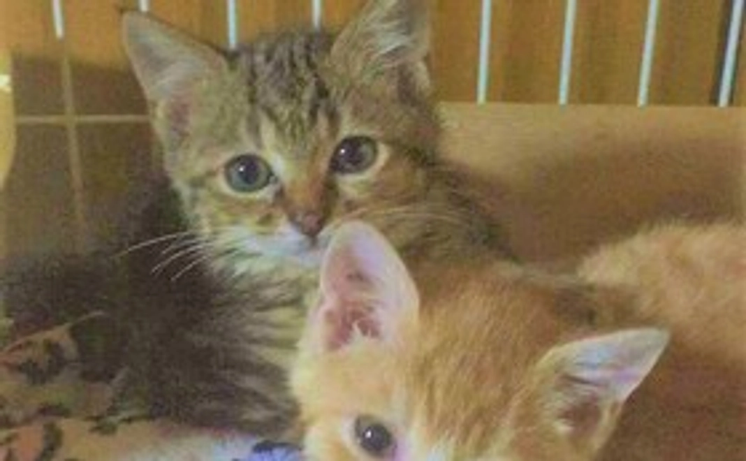 5000円で2匹の子にワクチンを打ってあげられます