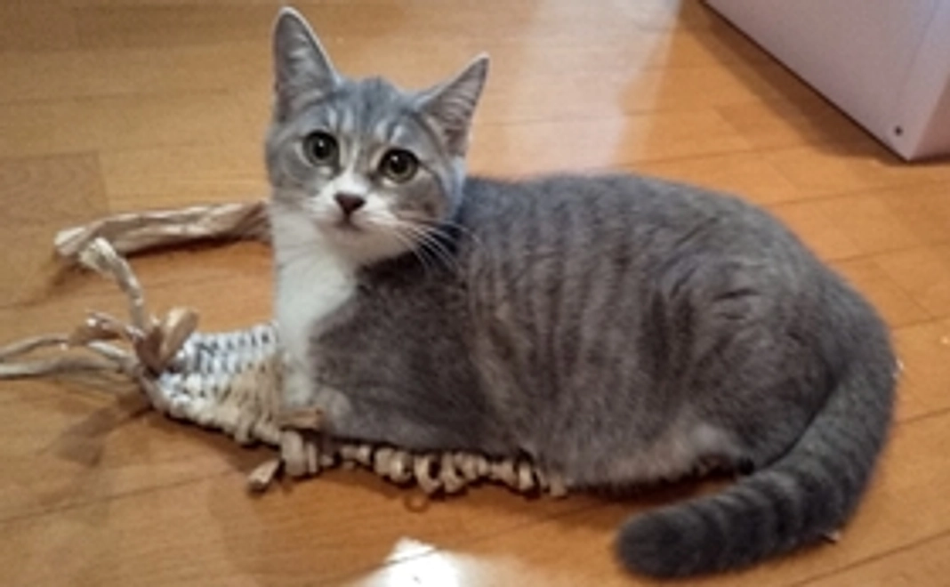 ミカサ 応援  2：感謝のメールとミカサの画像