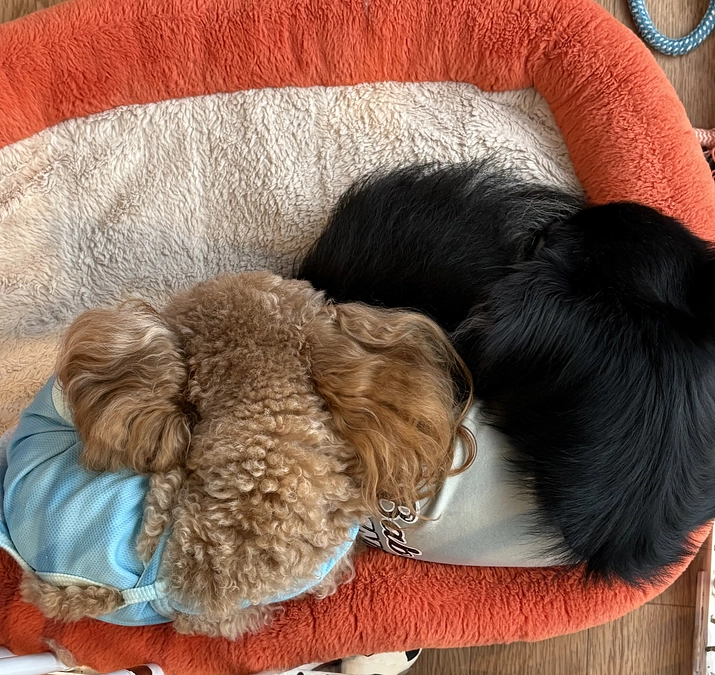 １０月３１日のゆむ君