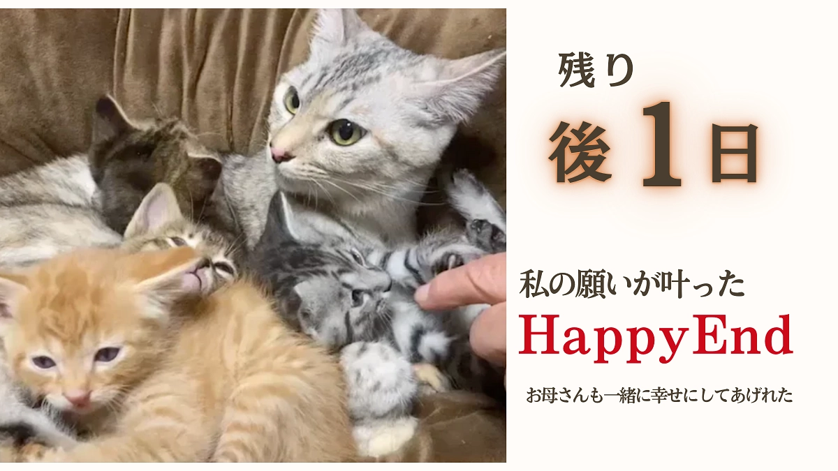 【残り後１日】銀ちゃんファミリー親子で幸せになりました。私の願いが叶ったHAPPY END