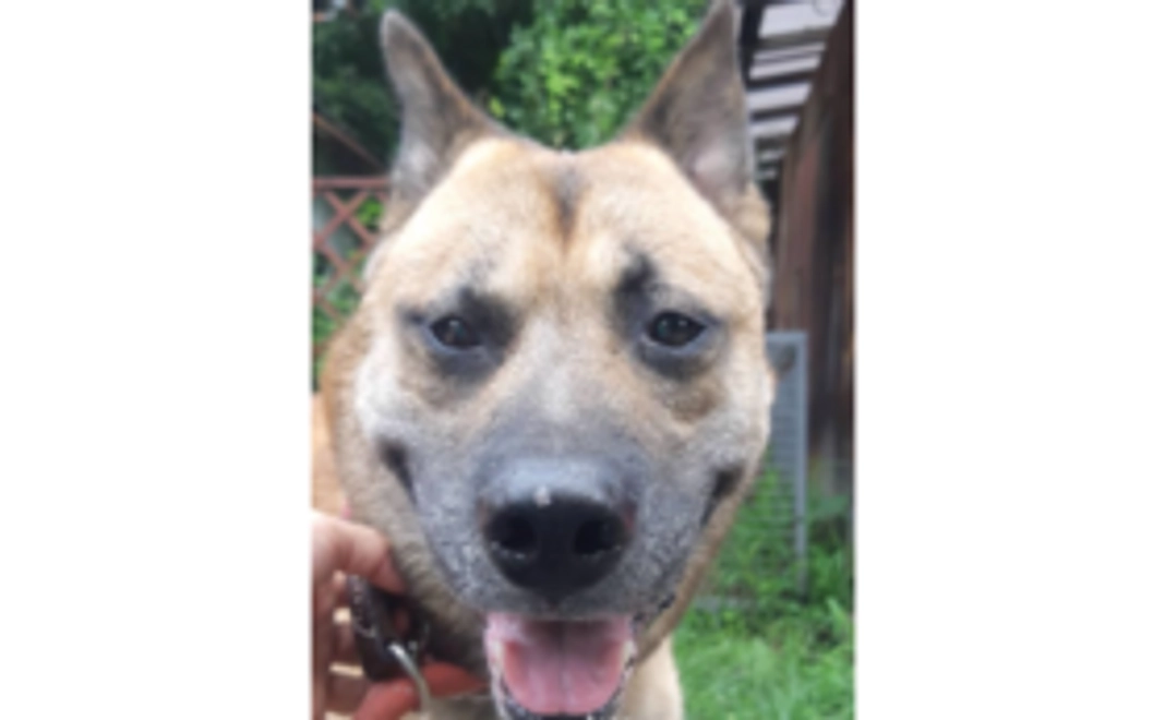 プロジェクトをもっと応援！上乗せファイトコース