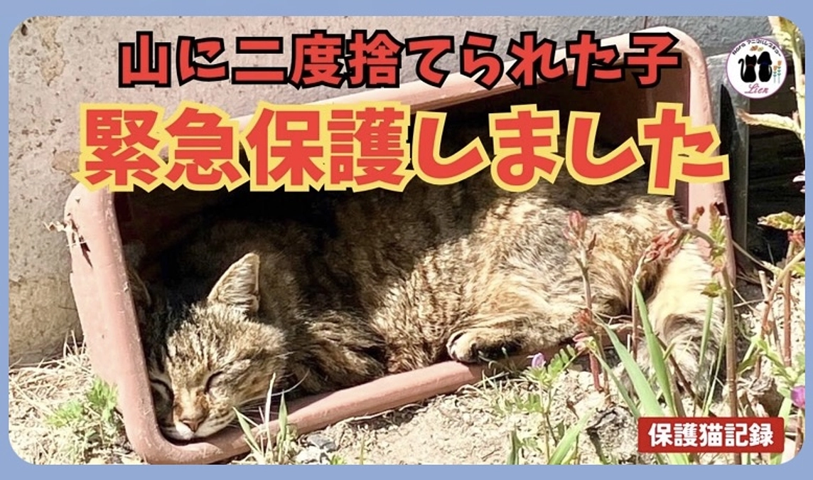 山に二度棄てられた子　緊急保護しました!!