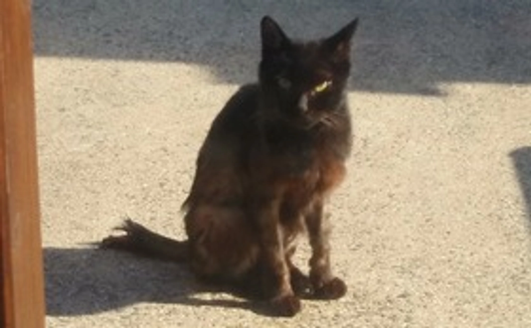 ぽんちゃん頑張れ　感謝のメール