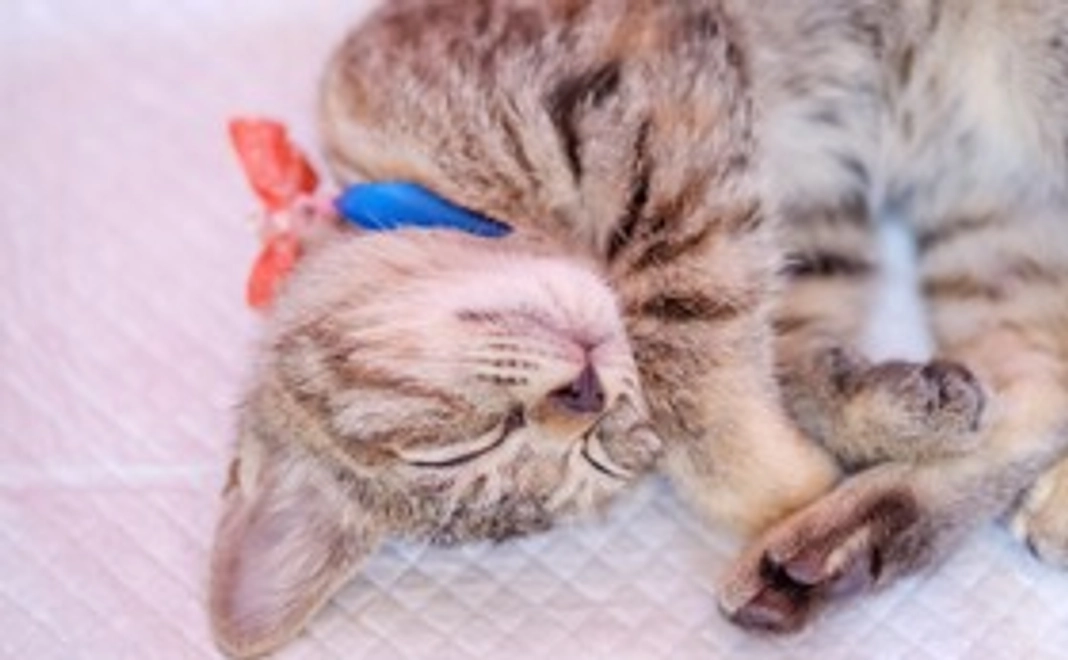 全力応援【3,000円】コース