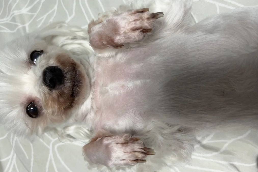 クラウドファンディング はじまりました🍀