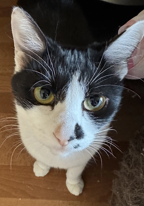 《18匹目》心配ケーちゃん【猫紹介】