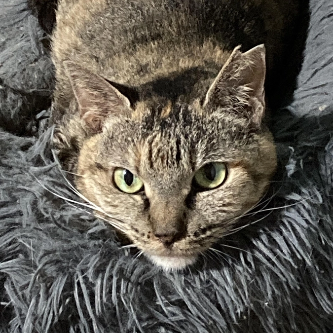 うめちゃん　抜歯手術をしました