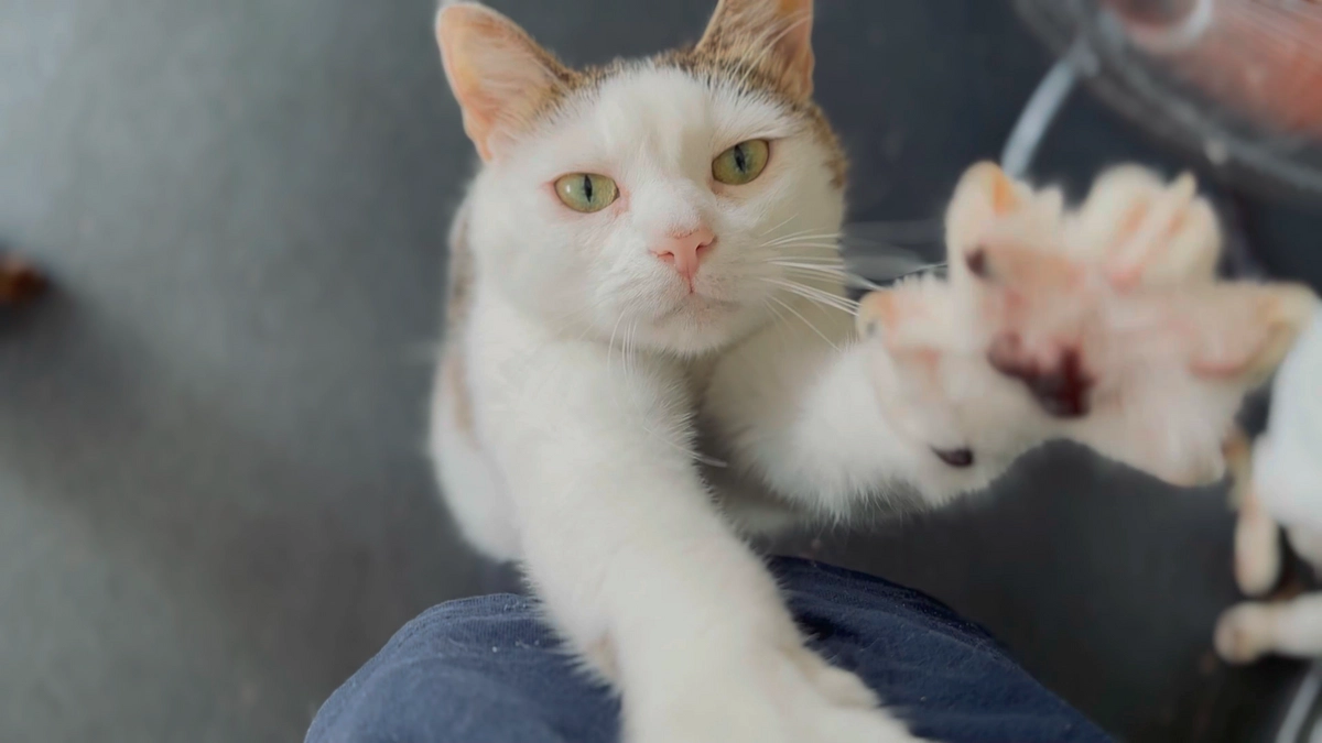 シニア猫のほんの一部