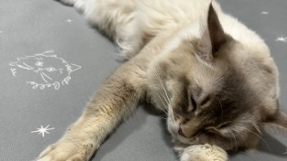 ラテに会いに行ってきました😸