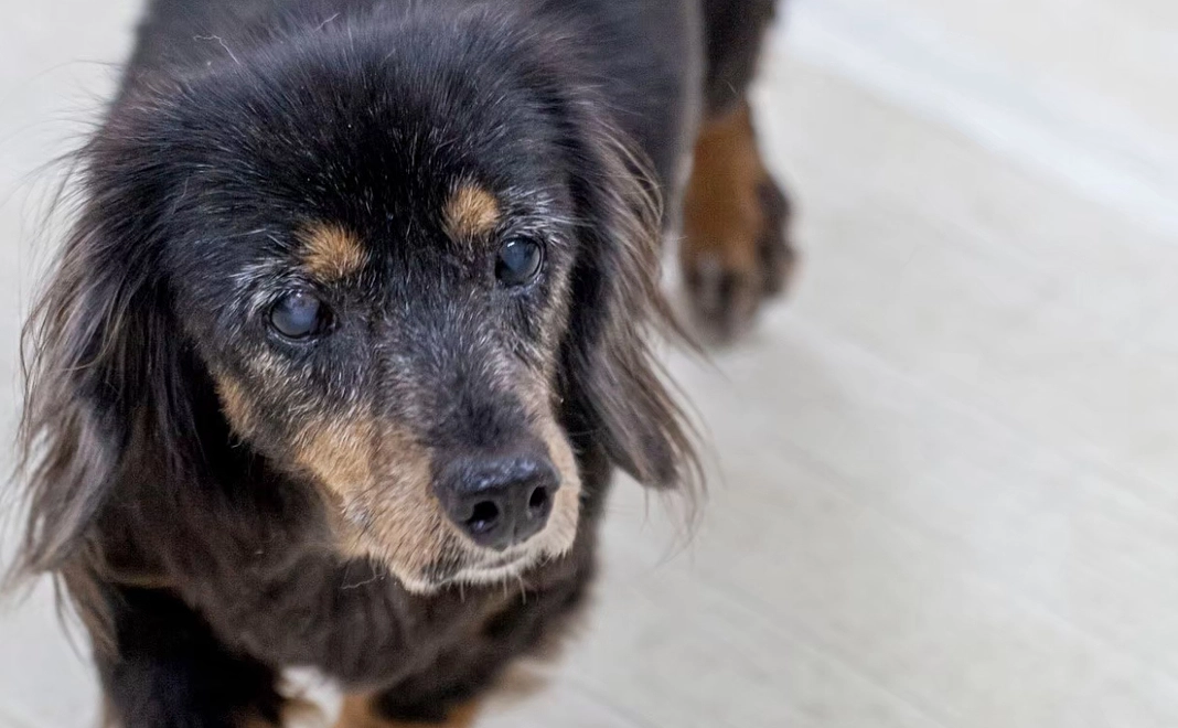 3000円応援コース（応援のみ）