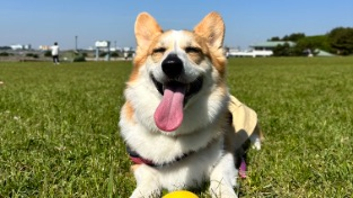 プロジェクトが公開されました (Introduction)