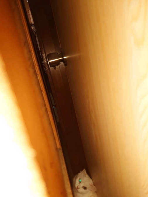 １匹の猫を救うため雪の山道を清水代表が向かいました！