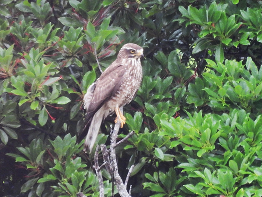 【速報】サシバの渡り報告　5月12日