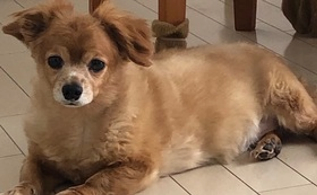 シアを元気に②