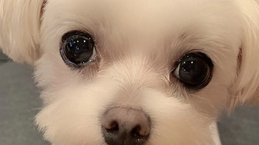 ペットロス問題を解決したい のトップ画像