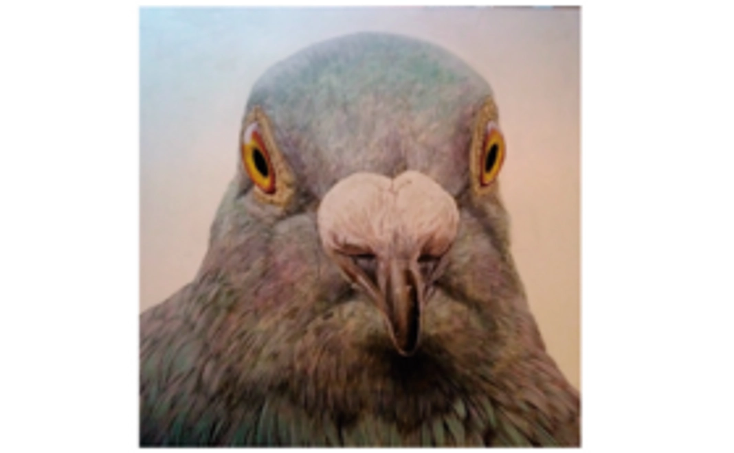 [910x920ｍｍ] pigeon "look"