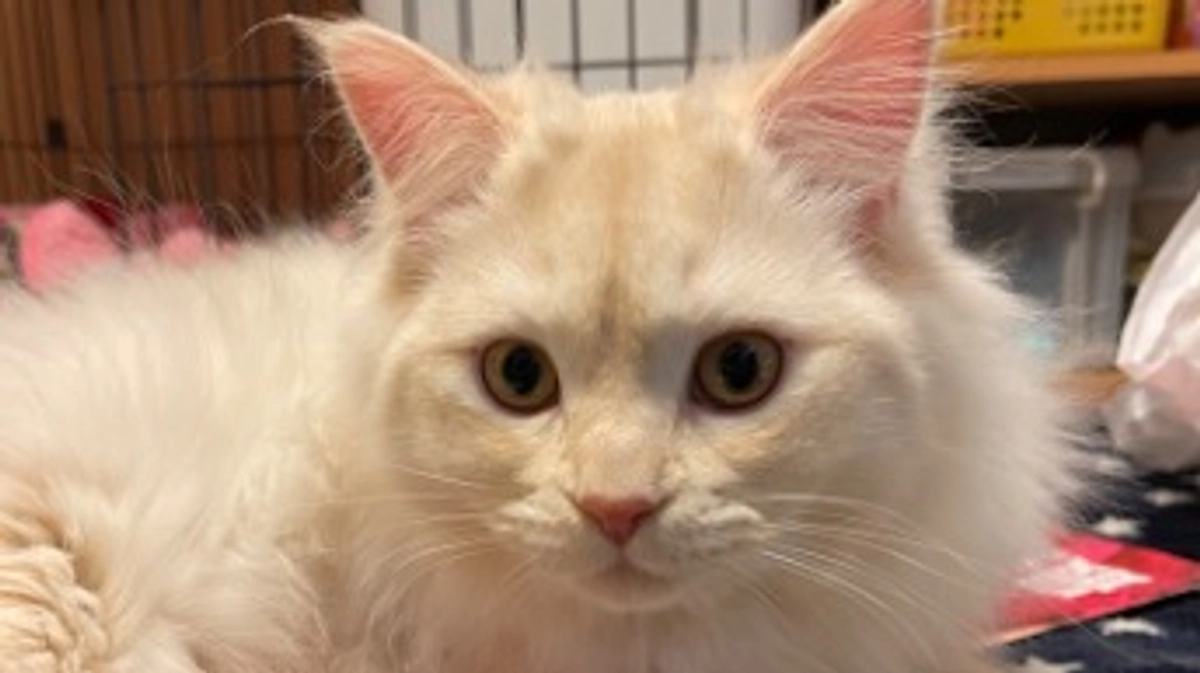 今日のトキ☀️