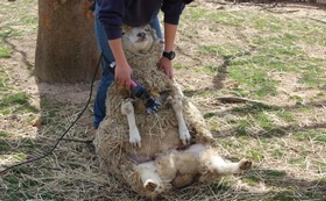 六甲山牧場の羊毛200ｇ（洗浄処理済）限定15袋